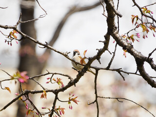 春のスズメとエゾヤマザクラ