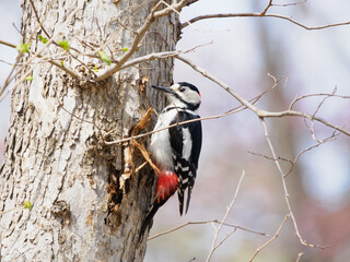 早春のアカゲラ