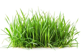 Fresh Green Wild Grass Cuttings Isolated on White Background