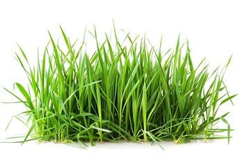 Fototapeta premium Fresh Green Wild Grass Cuttings Isolated on White Background