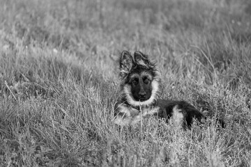 Black and white photo of a German Shepherd breed puppy lying on the grass.
