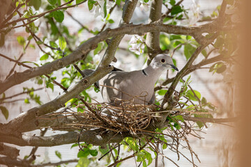 Streptopelia decaocto. Turtle Dove perched on its nest in the branches of a fruit tree.