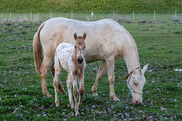 Beautiful foal looking straight ahead next to its mother grazing. Horses.