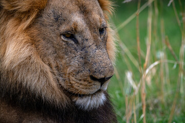 Young male lion in the Okavango Delta, Botswana