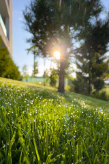Morning next to a residential flat building apartments complex. Beautiful view with dew drops on freshly cut grass. Concept image for modern green gardens real estate industry.