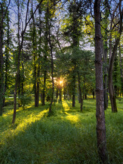 Spring sunset in a park forest. Beautiful landscape photo with sun through tall trees.