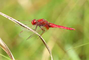 Feuerlibelle - Scarlet Darter