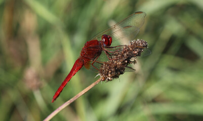 Feuerlibelle - Scarlet Darter © Studio M. Brix