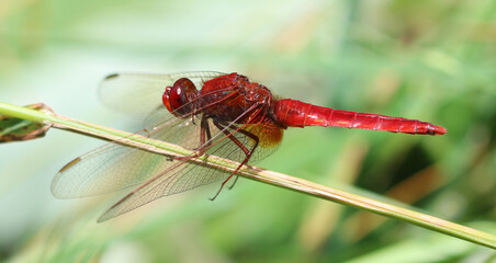 Feuerlibelle - Scarlet Darter © Studio M. Brix