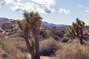 Fancy rocks and Joshua trees in desert landscape in summer season. Joshua Tree National Park in California