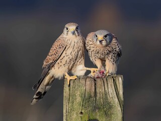 Male kestrel transfers prey to female kestrel