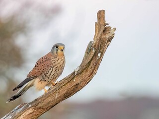 Kestrel perched on a branch in North Yorkshire
