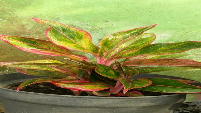 Red Aglonema plant planted in a pot