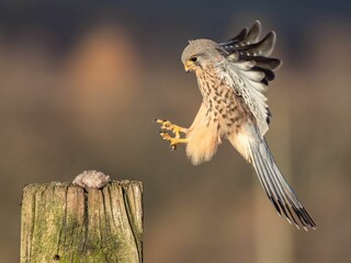 Male Kestrel takes flight from a perch to catch prey after being mobbed by a crow