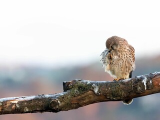 Kestrel perched in North Yorkshire, UK