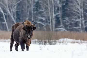 Winter scene with a bison in a snowy field in Poland