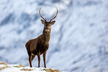 Red deer stag in the snowy Scottish landscape of Cairngorms