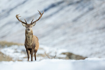 Naklejka na ściany i meble Red deer stag in the snowy Scottish landscape of Cairngorms