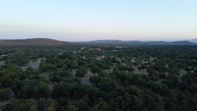 Drone ascends revealing the verdant expanse of Lipica Stud Farm against a dusk sky in Slovenia.