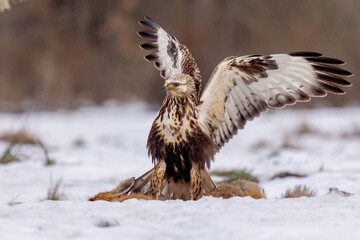 Close-up of a Rough-Legged Buzzard in snowy Poland