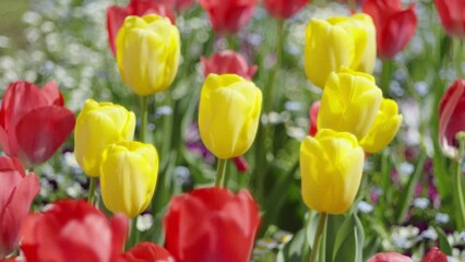 Tokyo,Japan - April 15, 2024: Closeup of colorful tulip flowers in a garden
