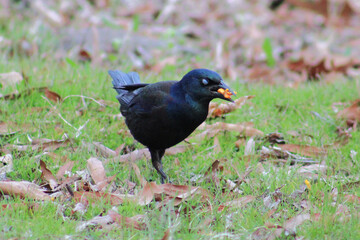 blackbird feeding on the grass