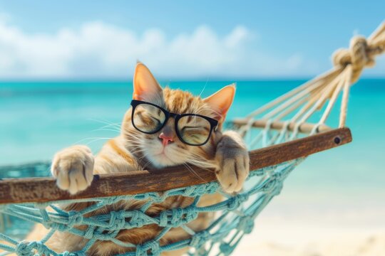 Cute cat in glasses lies relaxed in a hammock on the beach against the backdrop of the ocean sea on a sunny day, summer holiday concept, travel advertising