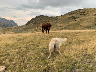 Stier und Hund