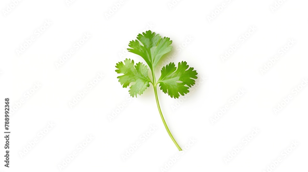 Aufkleber coriander leaf isolated on white background top view flat lay : generative ai