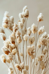 Elegant Dried White Bunny Tails Against Neutral Backdrop