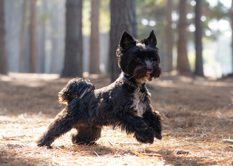 Black Yorkshire Terrier © David