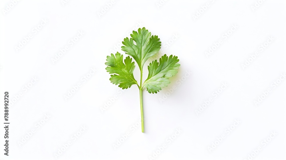 Poster coriander leaf isolated on white background top view flat lay : generative ai