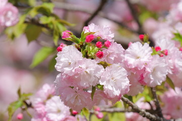 桜（江戸）