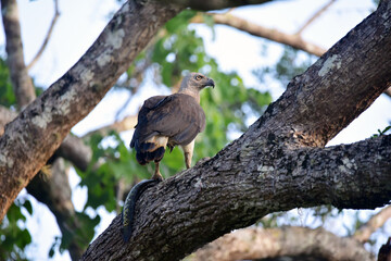 eagle with trap