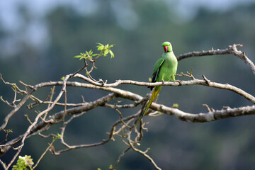 Parrot On Branch