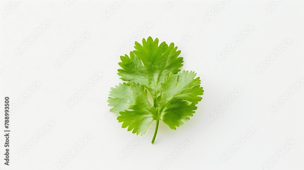 Poster coriander leaf isolated on white background top view flat lay : generative ai