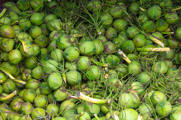 Harvest of green coconut nuts as background