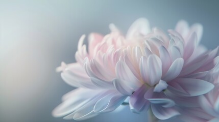 Fototapeta premium Blurred chrysanthemum flower with soft focus A flower on a light foggy background Closeup NatureCloseup Nature : Generative AI