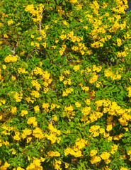 Obraz premium Beautiful yellow flowers on a tree in the tropics