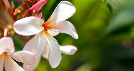 Obraz premium Red flowers on a tree. Nature in the tropics