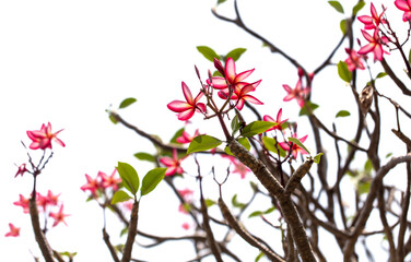 Red flowers on a tree. Nature in the tropics