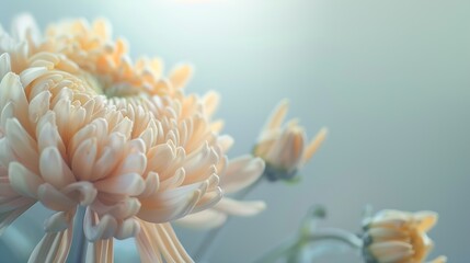 Blurred chrysanthemum flower with soft focus A flower on a light foggy background Closeup...