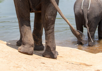 An elephant enters the river water