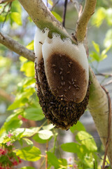 Bee hive on a tree in the park