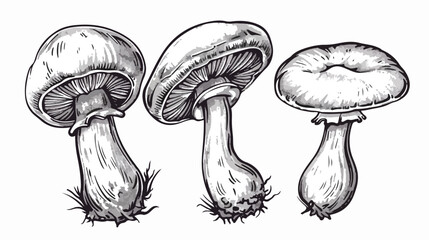 Outlined drawing of champignons Portobello. Engraving