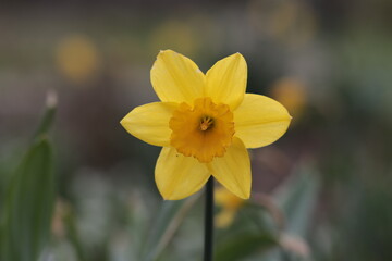 yellow daffodil flower