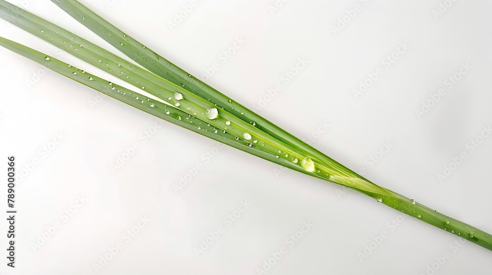 Poster fresh lemongrass leaf has water drop top view isolated on white background flat lay : generative ai