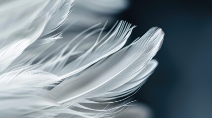 Close-up of white feather details against a dark background