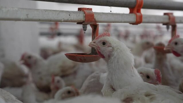 A chicken drinking in the drinking water channel is provided in the chicken coop. Smart broilers drink water from caps on feeder.