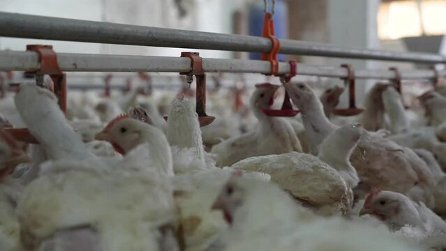 A chicken drinking in the drinking water channel is provided in the chicken coop. Smart broilers drink water from caps on feeder.